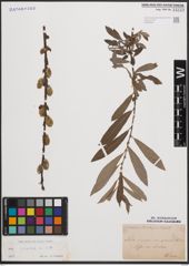 Foto von Salix cinerea L.